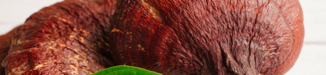 WELCHE WIRKUNG HABEN REISHI PILZE?