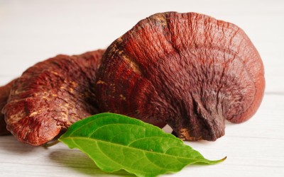 WELCHE WIRKUNG HABEN REISHI PILZE?