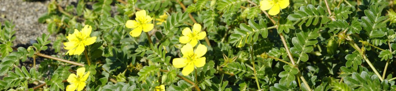 TRIBULUS TERRESTRIS - EINE PFLANZE, DIE OFT MIT TESTOSTERON IN VERBINDUNG GEBRACHT WIRD: WAS SAGT DIE WISSENSCHAFT WIRKLICH?