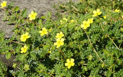 TRIBULUS TERRESTRIS - EINE PFLANZE, DIE OFT MIT TESTOSTERON IN VERBINDUNG GEBRACHT WIRD: WAS SAGT DIE WISSENSCHAFT WIRKLICH?