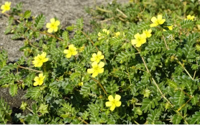 TRIBULUS TERRESTRIS - EINE PFLANZE, DIE OFT MIT TESTOSTERON IN VERBINDUNG GEBRACHT WIRD: WAS SAGT DIE WISSENSCHAFT WIRKLICH?